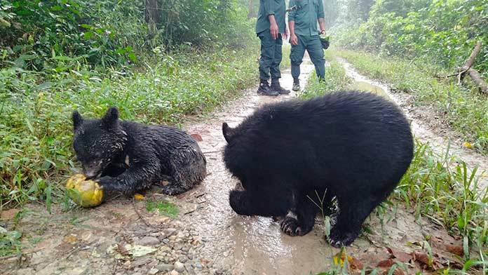 Four rescued bear cubs set to be released in Arunachal national