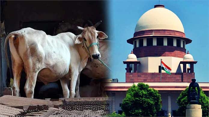 Supreme Court rejects plea seeking to declare cow as national animal |  Nagaland Post