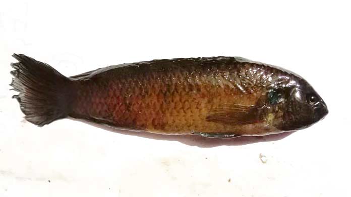 New fish species found in Milak river