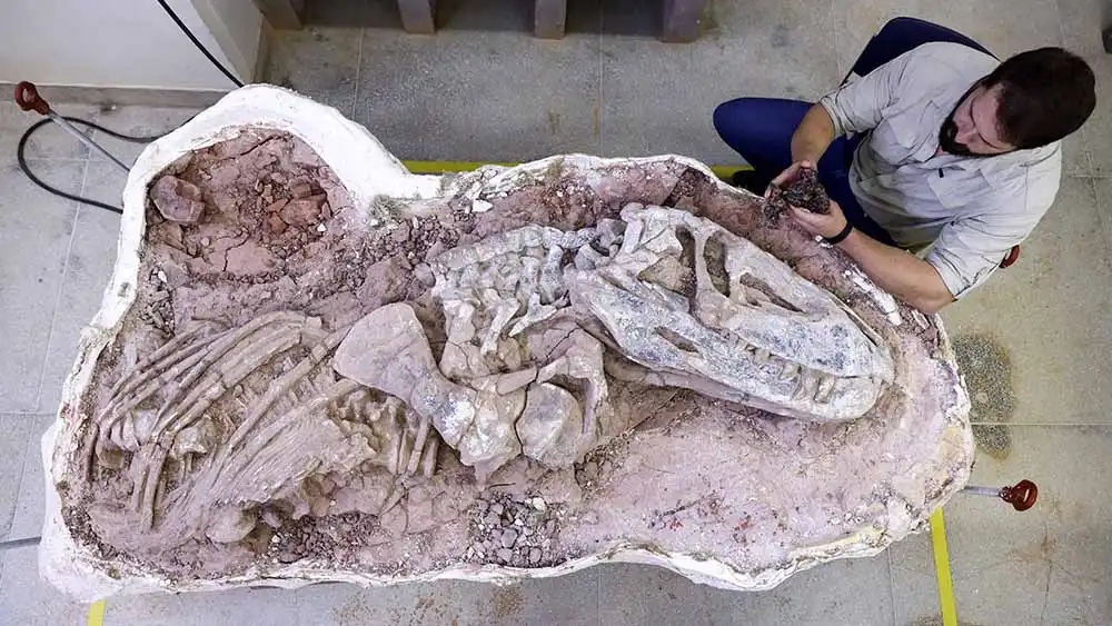 Fossil of new reptile species found in Brazil sheds light on rise of