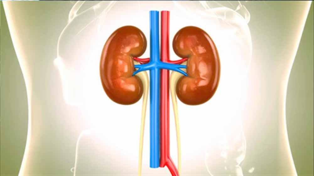 Scientists find biological signals topredict course of chronic kidney disease