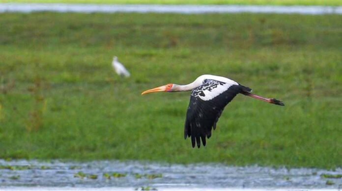 Painted stork returns