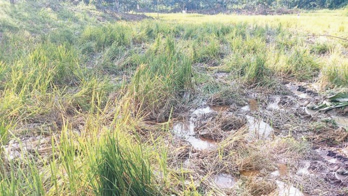 Wild jumbos destroy paddy