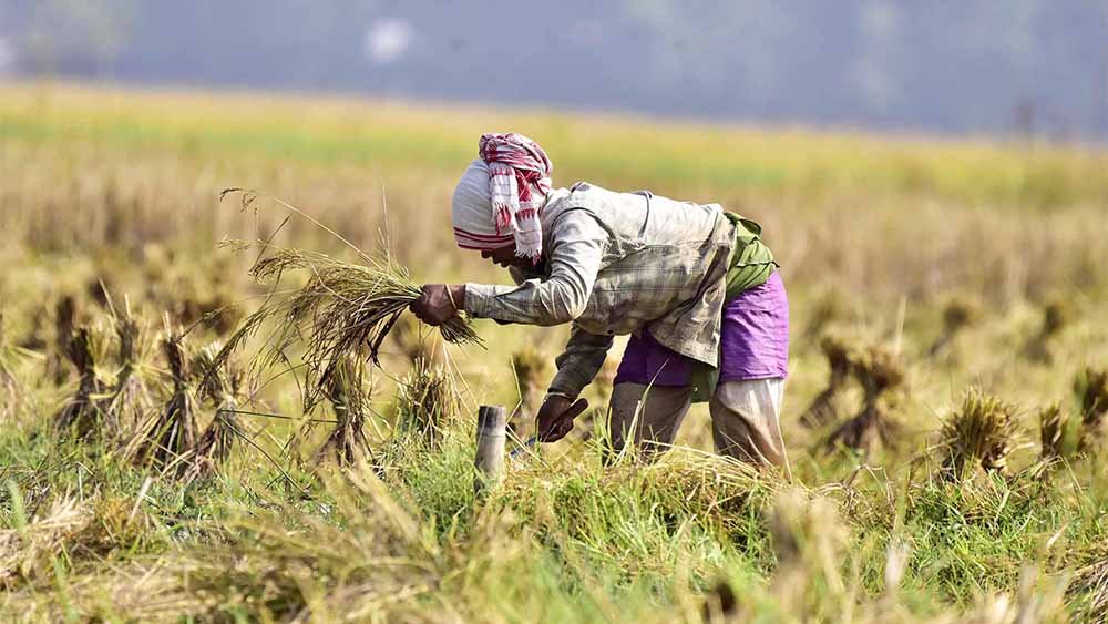 India overtakes China as world’s largest rice producer