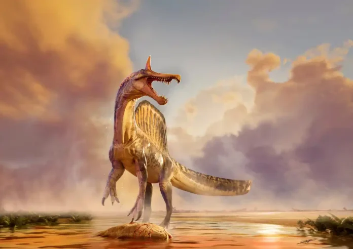 New giant Spinosaurus fossils found in Niger