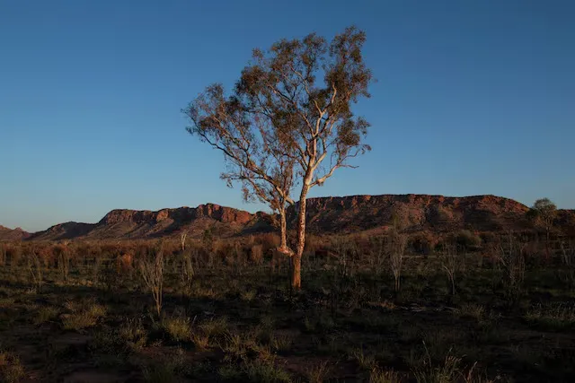 Climate change threatens global plant species