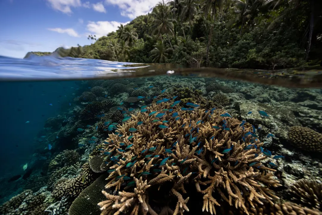Scientists identify climate-resilient coral reefs