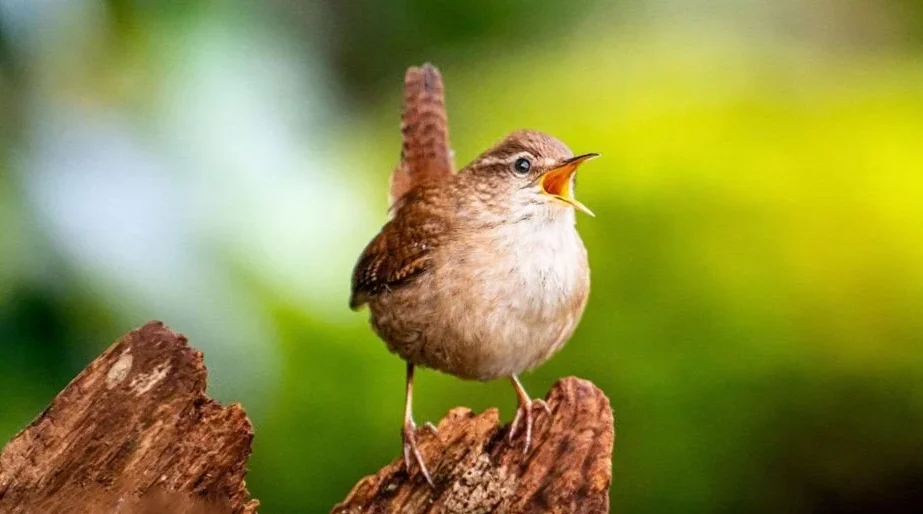 Scientists find the secret of birdsong’s ‘spectacular diversity’